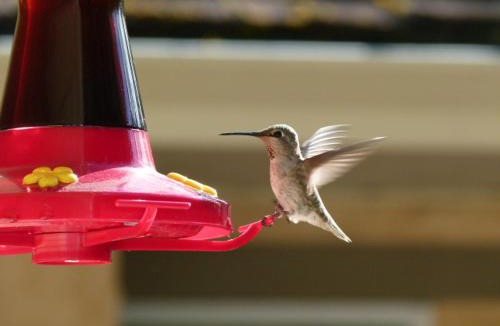 Saanichton Bed & Breakfast | Rae Leigh Heights BnB
