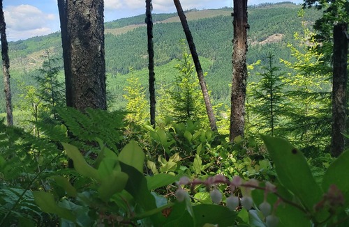 Shawnigan Lake Cottage | Riverside Family Cabin on the Koksilah close to Shawnigan Lake