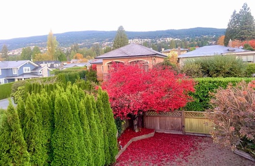West Vancouver House | Rome with view of backyard garden
