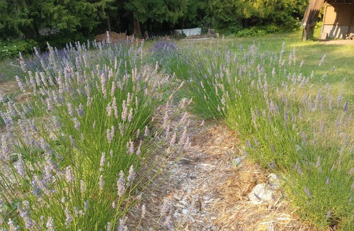 Fauquier Cottage | Serenity & Adventure @ Arrow Lake Lavender Cottage. Walk to Sandy Beach & Golf.
