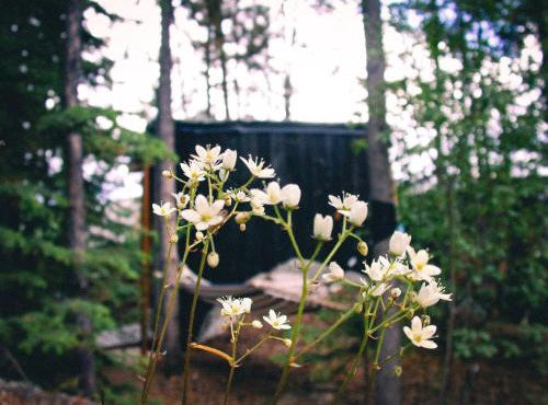 Black Spruce - Orange Door