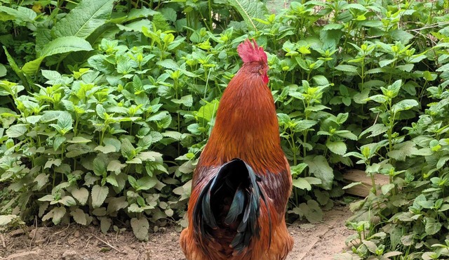 Farm Adventures BnB offers a getaway that combines comfortable accommodations.