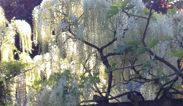 Gardeners, Bikers, Walking ,Wine Tasting Paradise in East Cobble Hill
