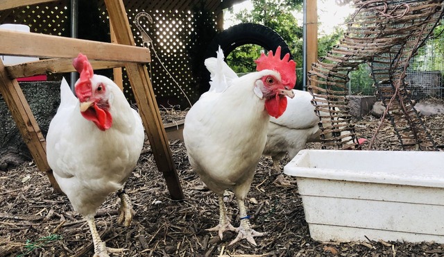 Kids Paradise! Chickens, Pool, Trampoline