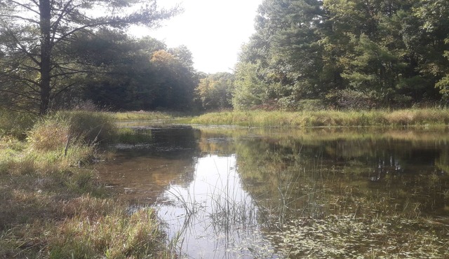 The Duck Pond (BYO tent camp) - very private, pet friendly, max 8 people/4 tents