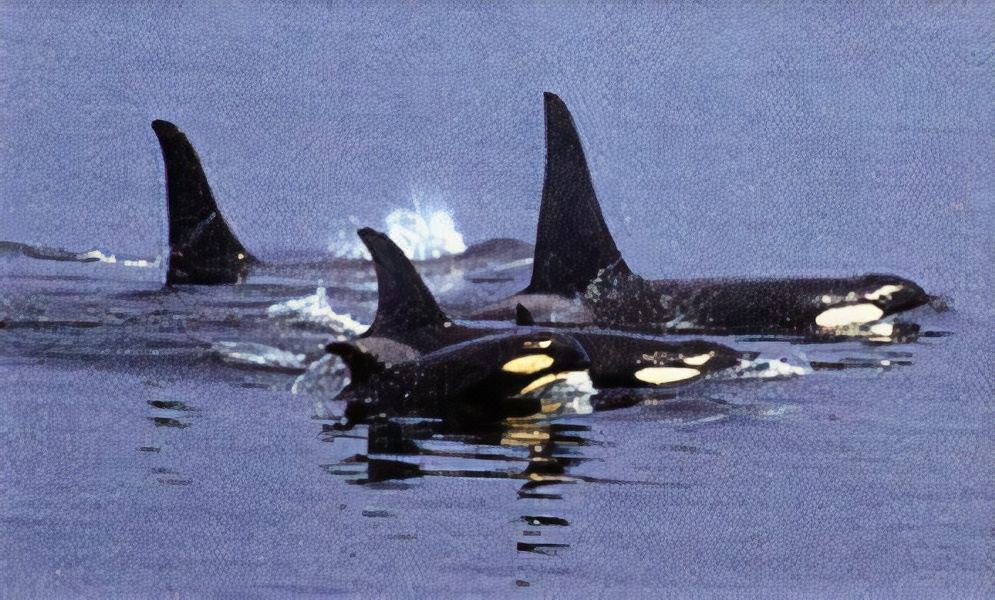 Photo of Others in Campbell River