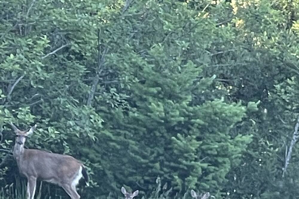 Photo of Outdoor in Shawnigan Lake