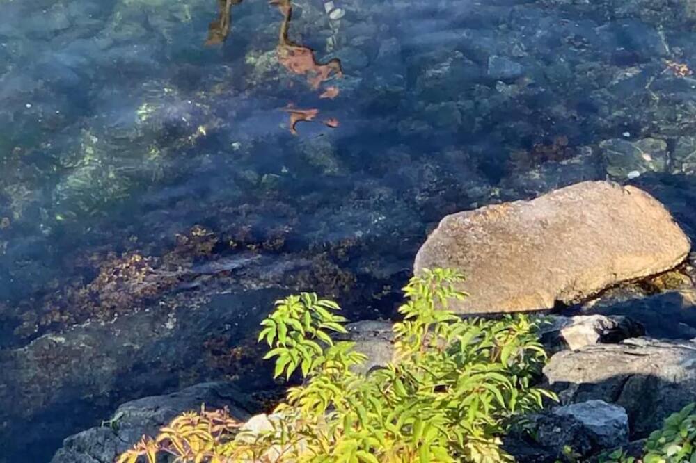 Photo of Others in Earls Cove