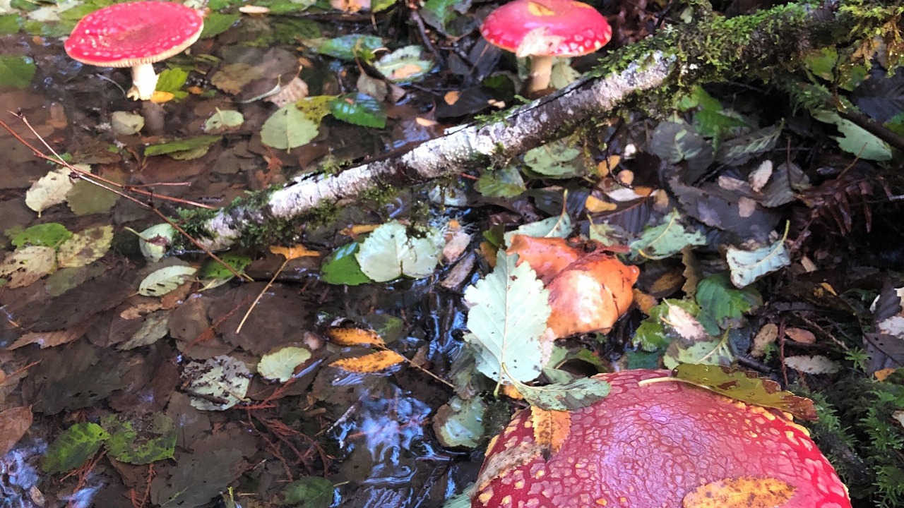 Photo of Outdoor in Courtenay