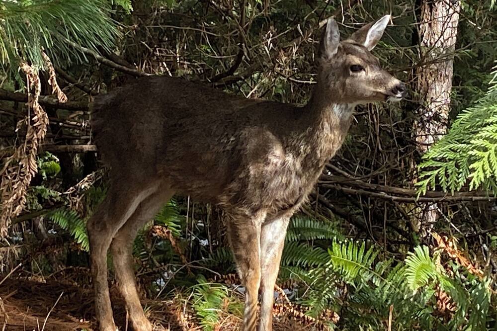 Photo of Others in Courtenay