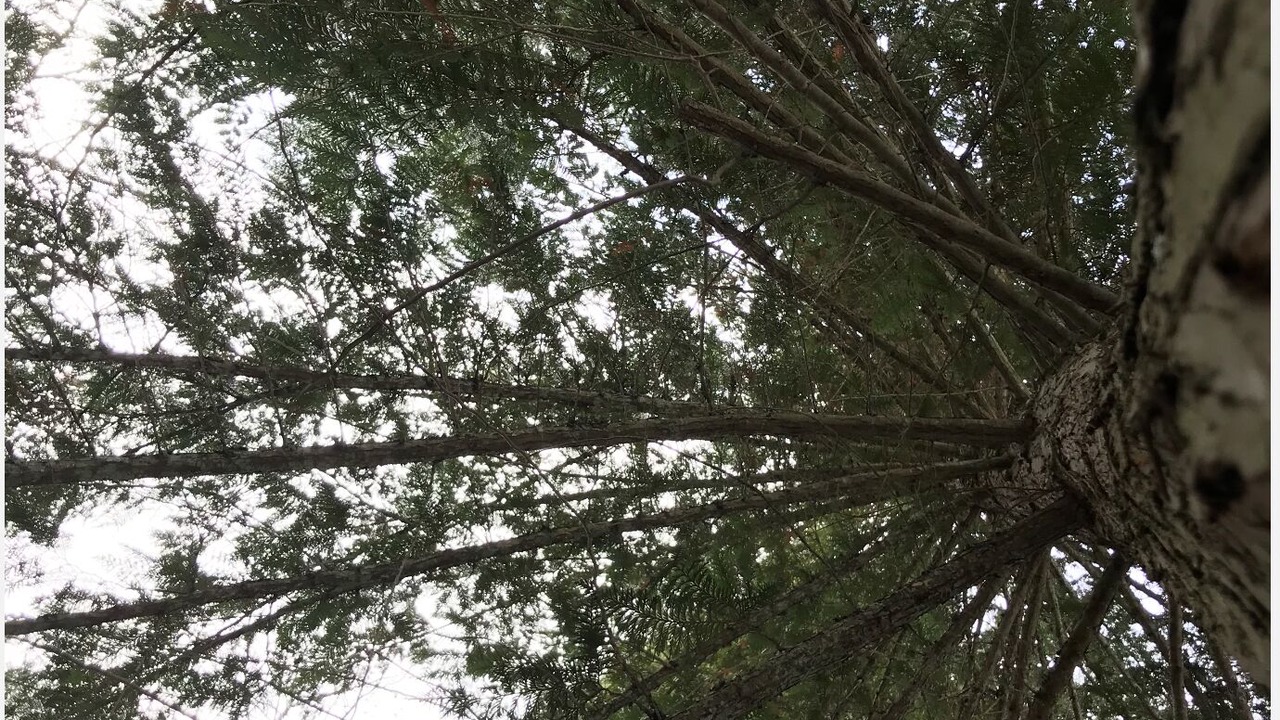 Photo of Outdoor in Tappen