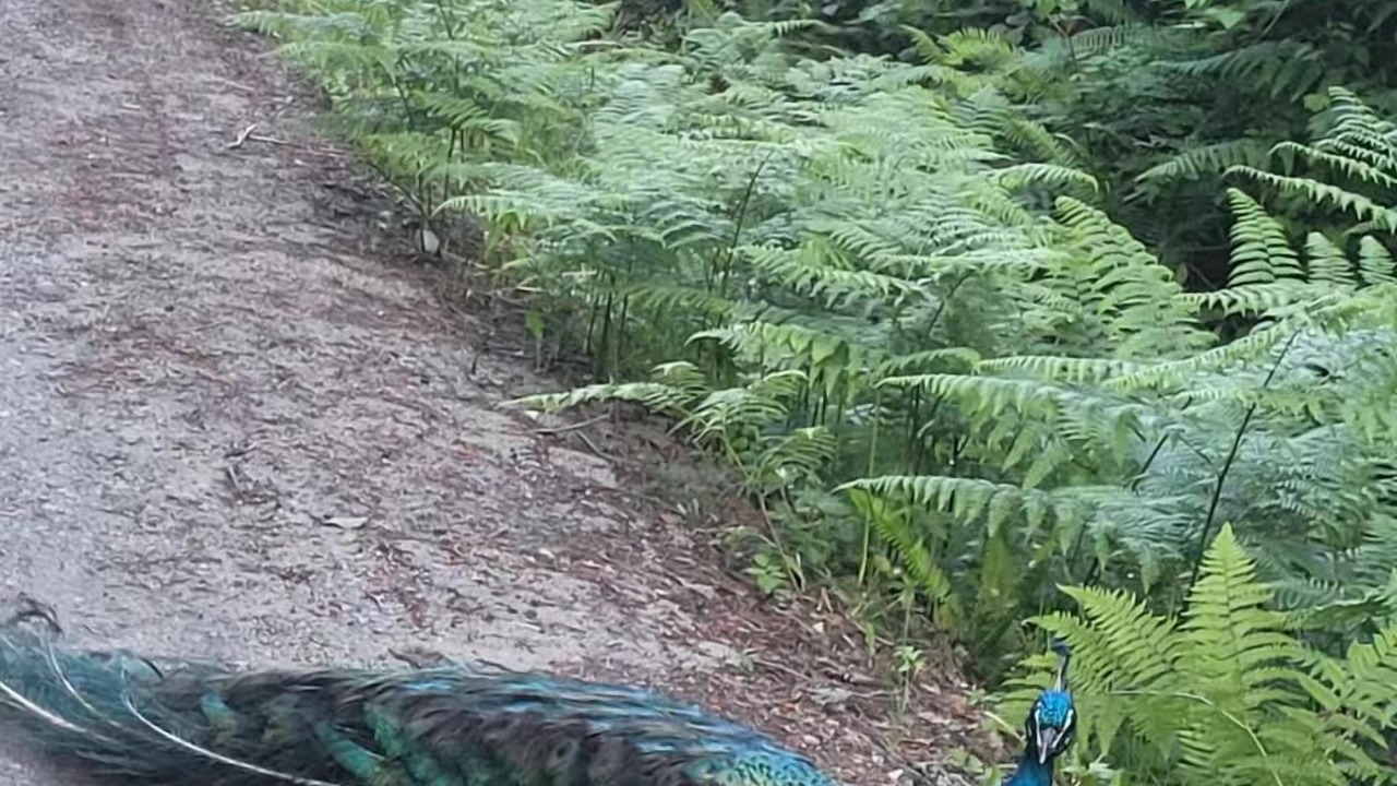 Photo of Outdoor in Sliammon