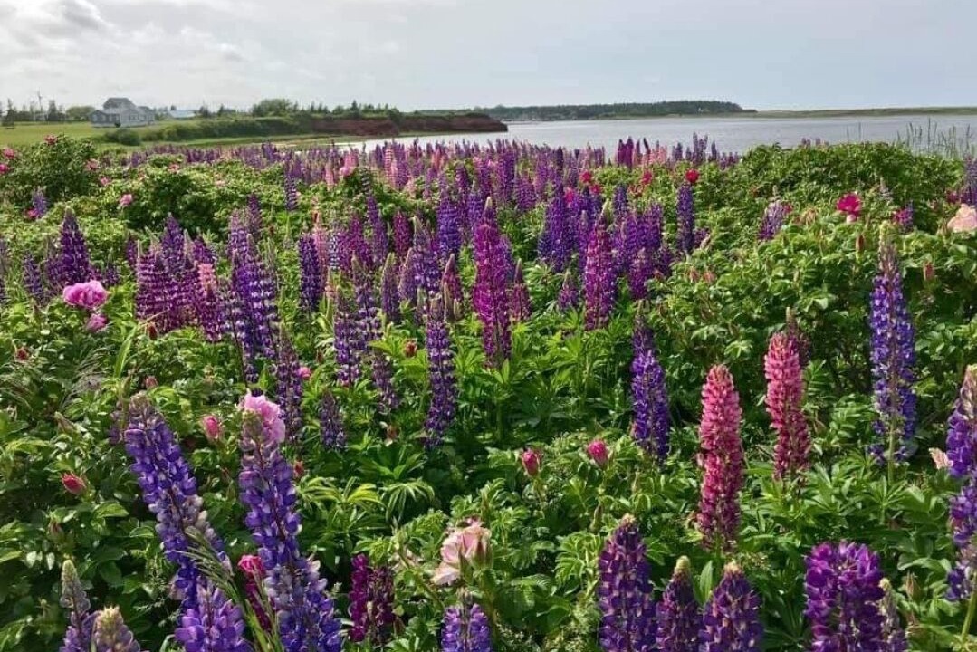 Photo of Outdoor in Malpeque