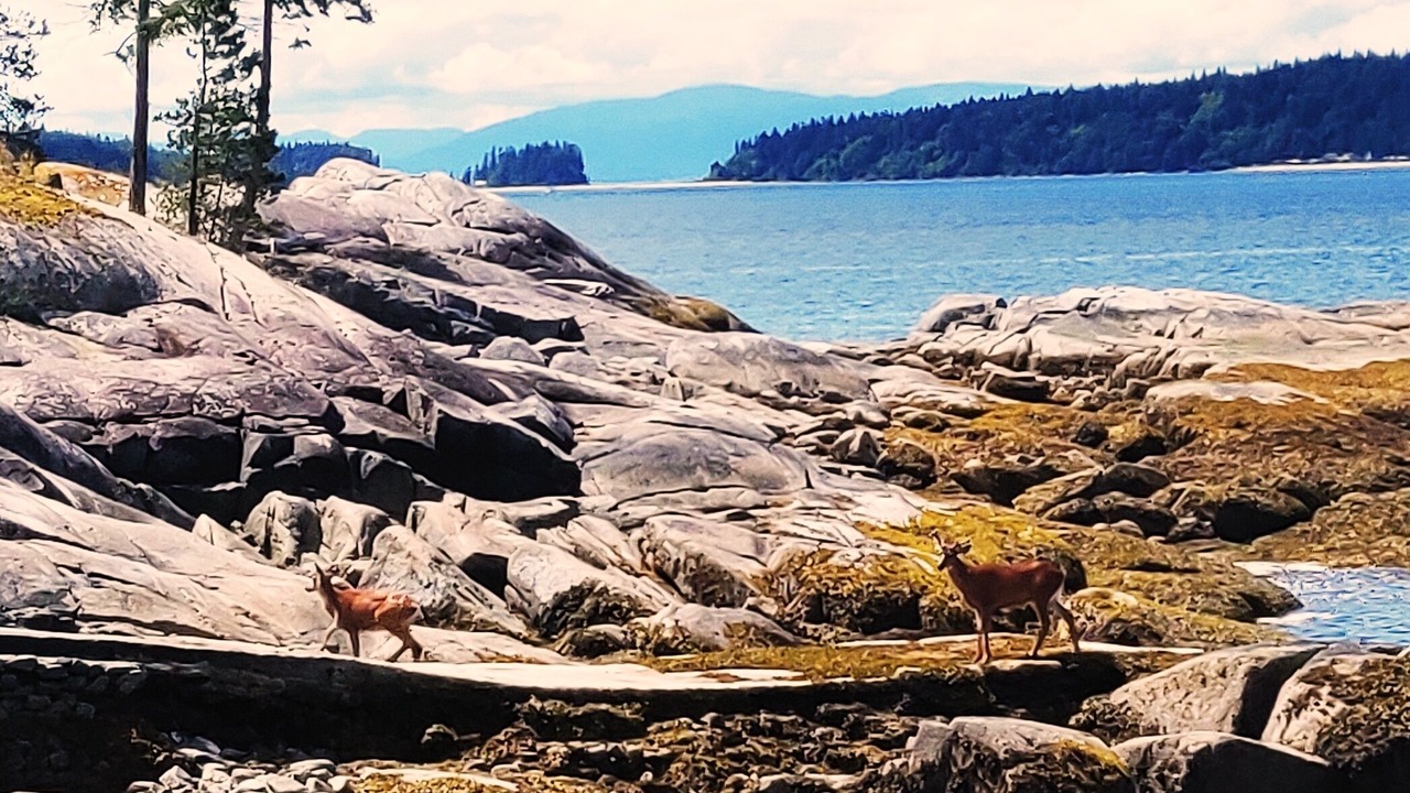 Photo of Others in Halfmoon Bay