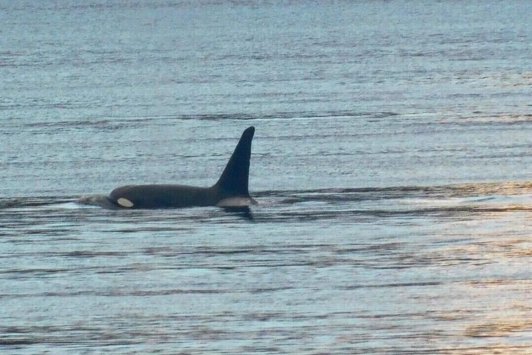 Photo of Others in Campbell River