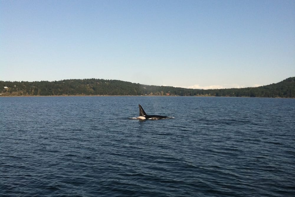 Photo of Others in Salt Spring Island