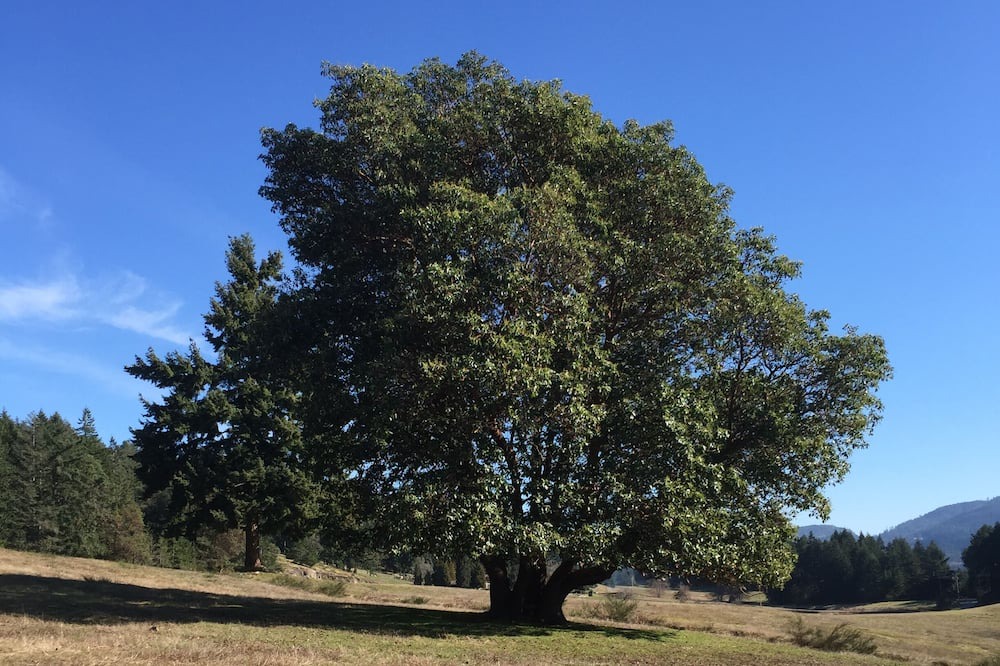 Photo of Outdoor in Salt Spring Island