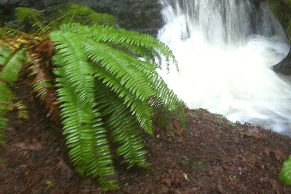 Photo of Outdoor in Salt Spring Island