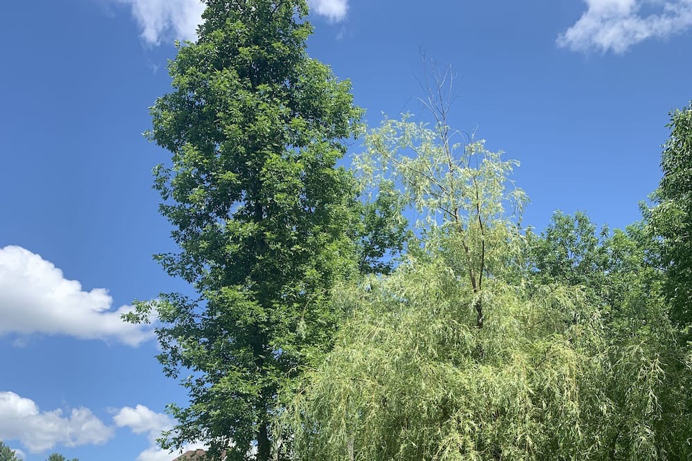 Photo of Outdoor in Cedarville