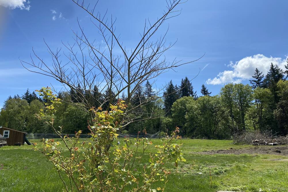 Photo of Outdoor in Cordova Bay
