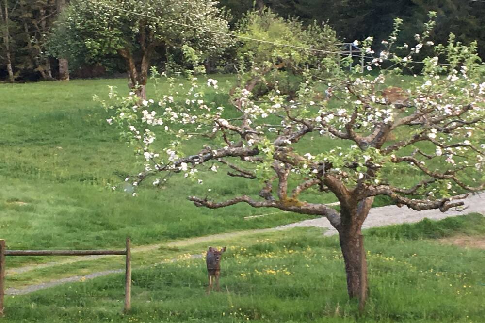 Photo of Others in Courtenay