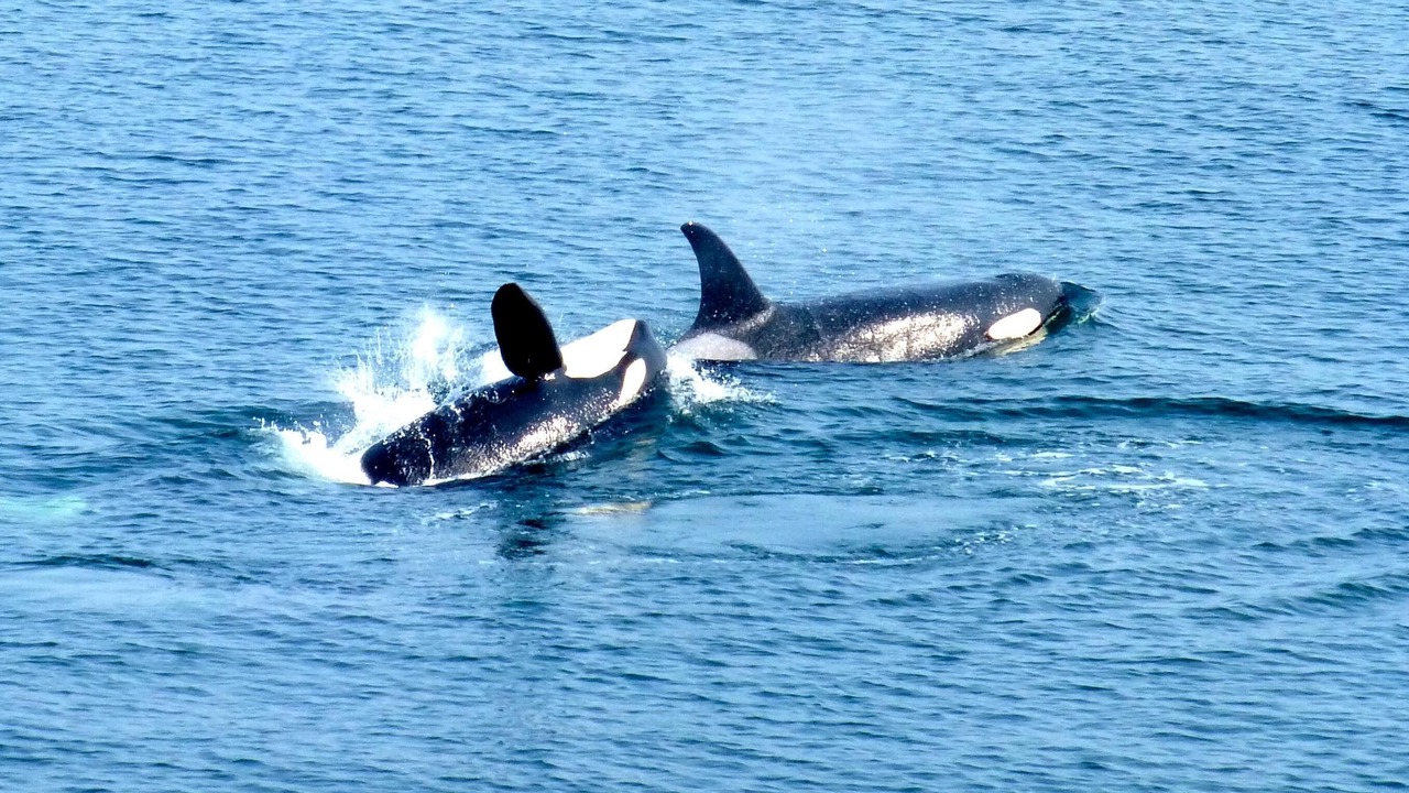Photo of Others in Saturna Island