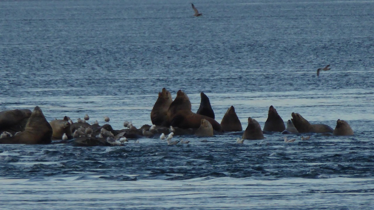 Photo of Others in Saturna Island