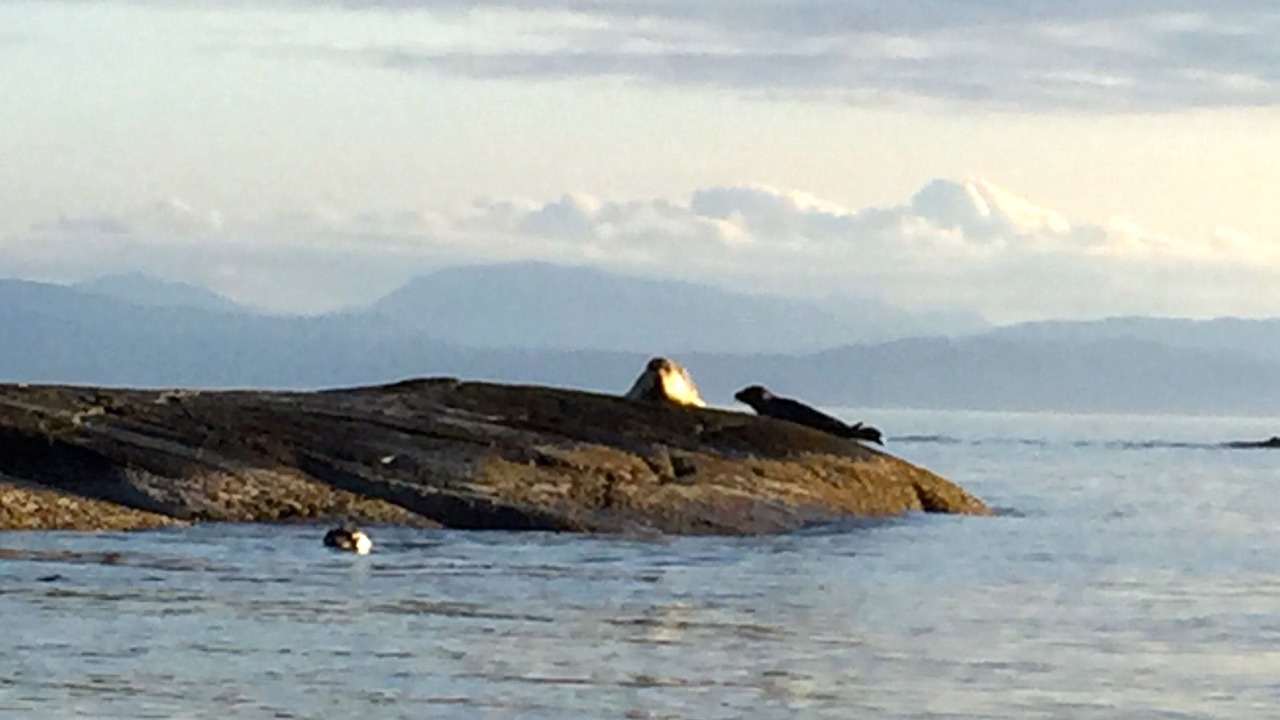 Photo of Others in Halfmoon Bay