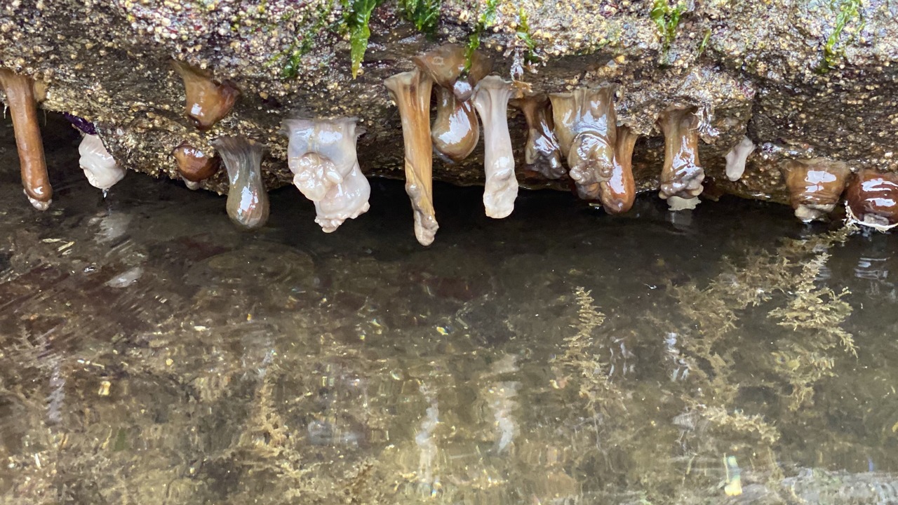 Photo of Outdoor in Halfmoon Bay