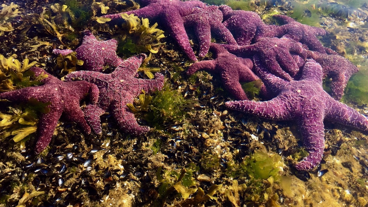 Photo of Outdoor in Halfmoon Bay