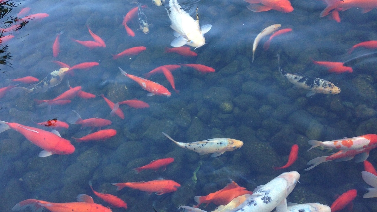 Photo of Others in Downtown Victoria
