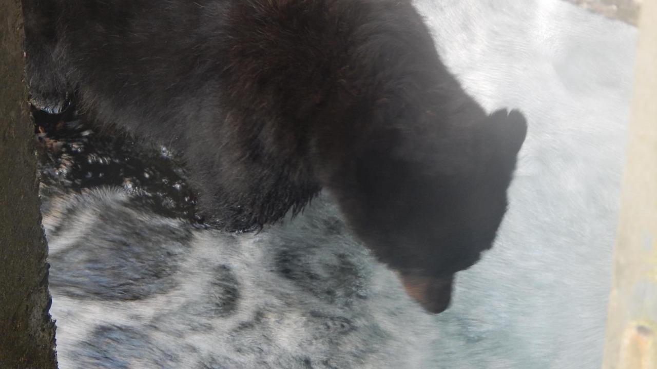 Photo of Others in Campbell River
