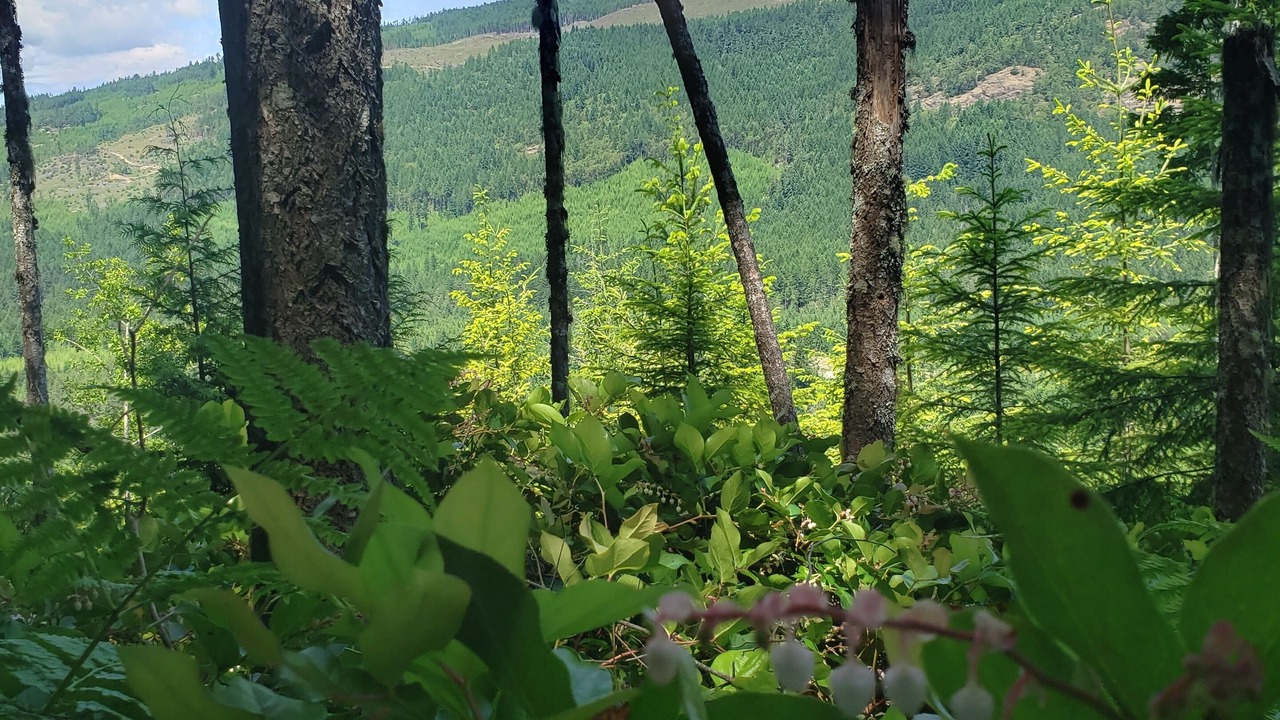 Photo of Outdoor in Shawnigan Lake