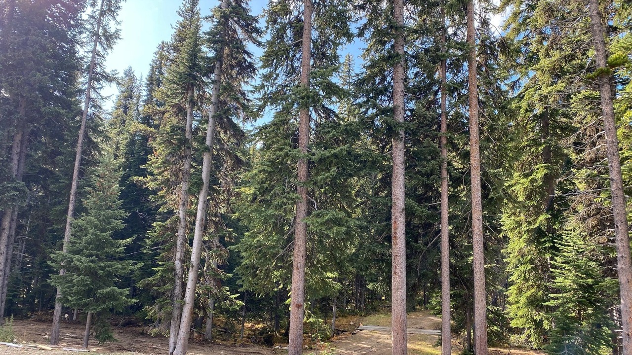 Photo of Outdoor in Apex Mountain