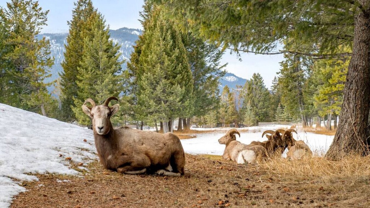 Photo of Others in Radium Hot Springs