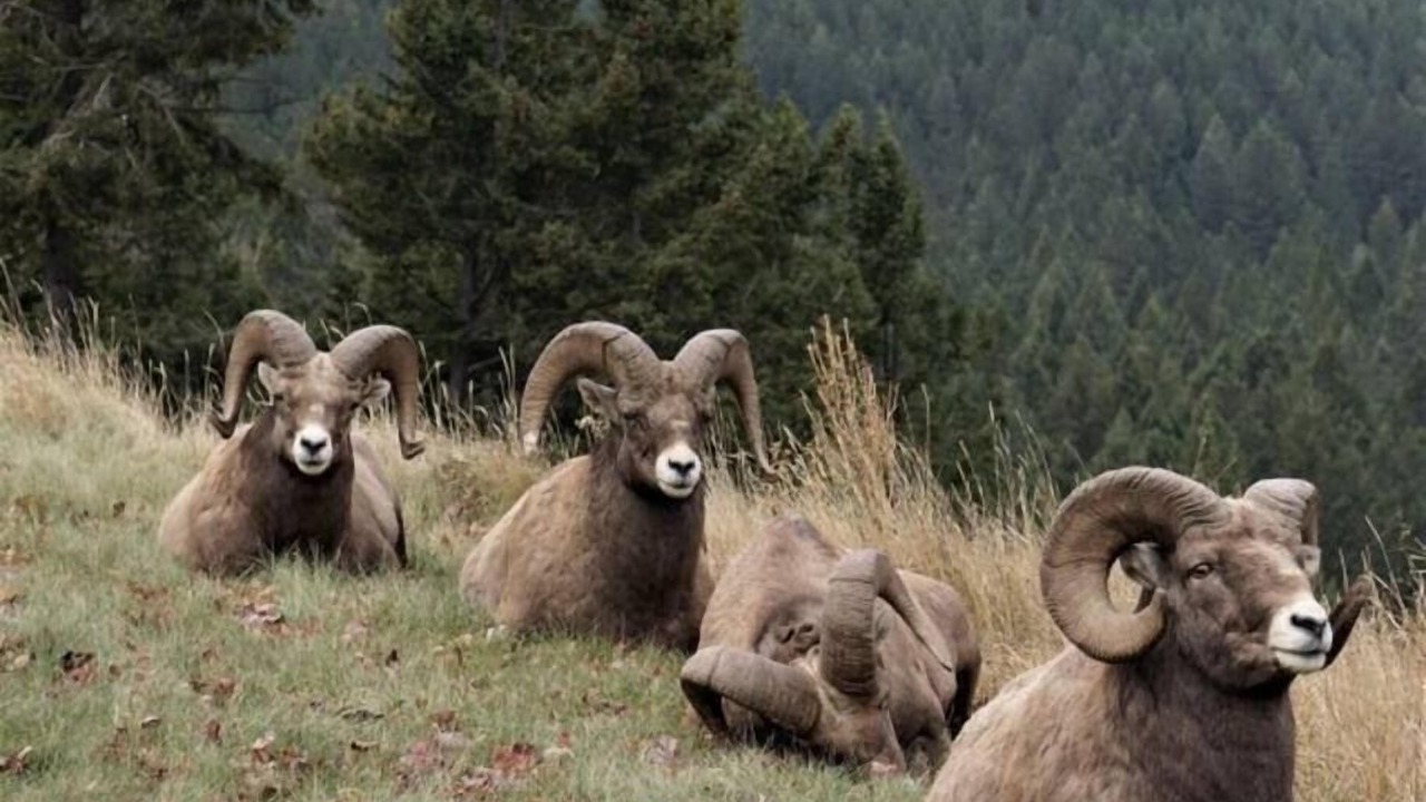 Photo of Others in Radium Hot Springs