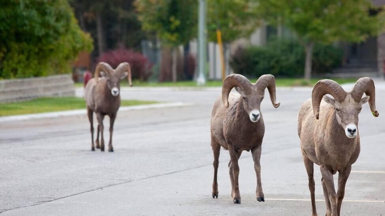 Photo of Others in Radium Hot Springs