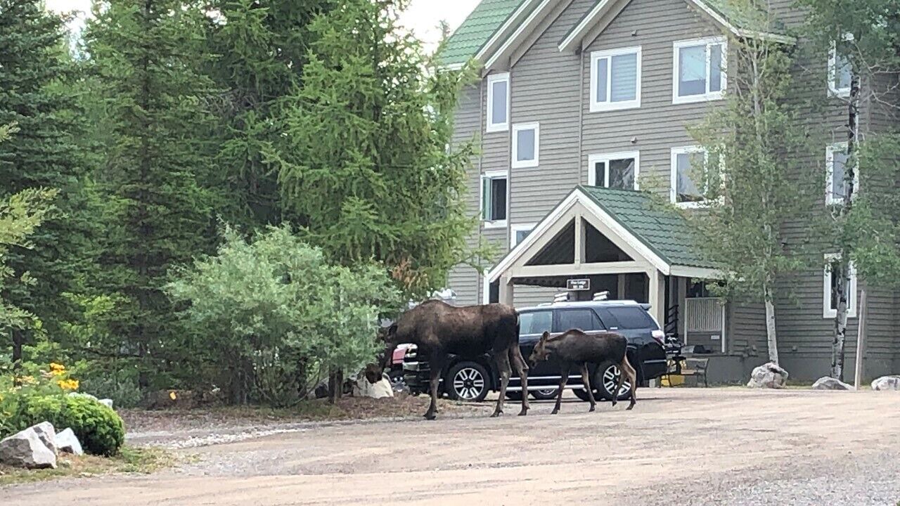 Photo of Others in Fernie