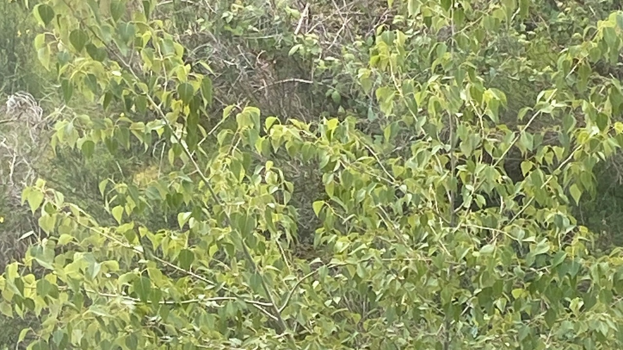 Photo of Others in Malahat