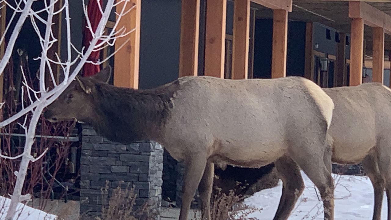 Photo of Others in Canmore