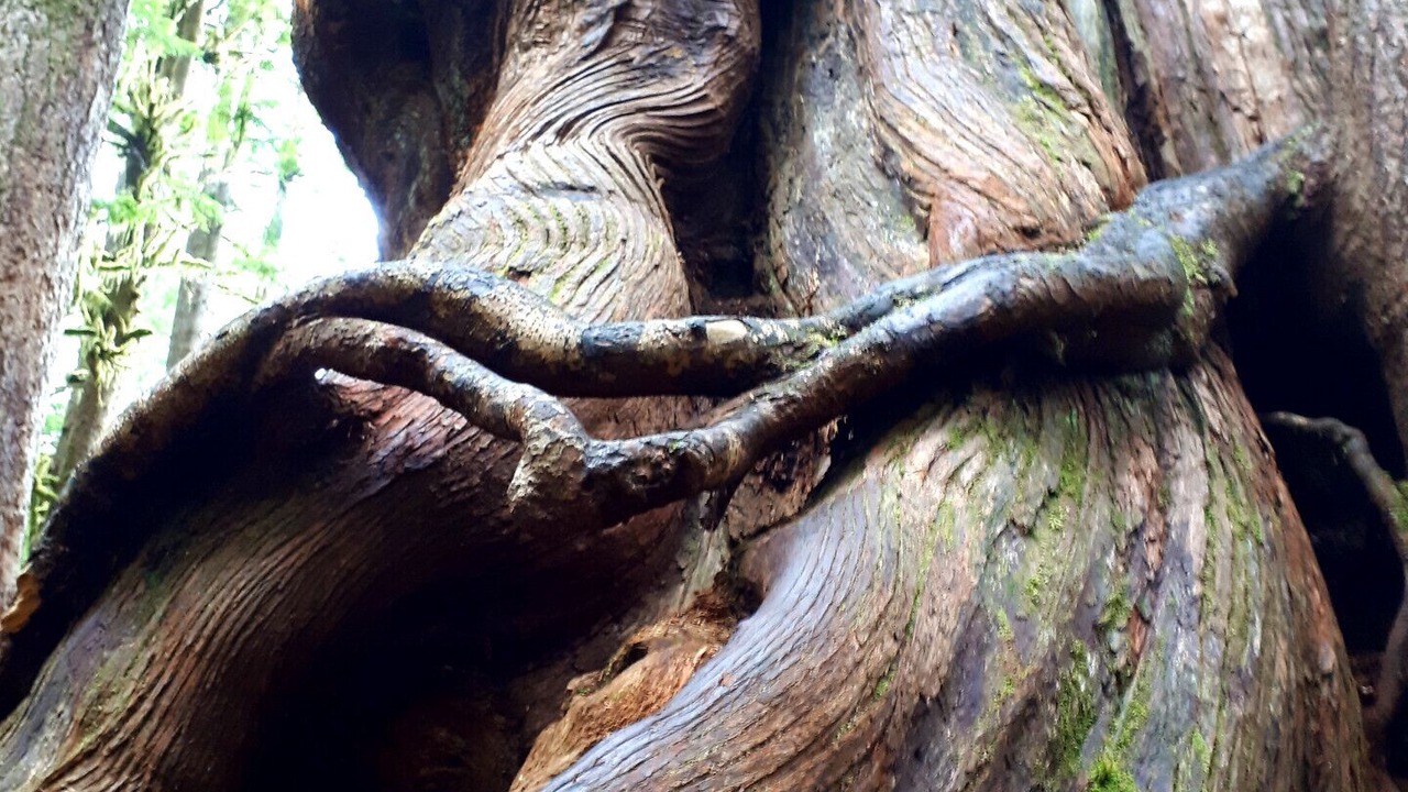 Photo of Outdoor in Sooke
