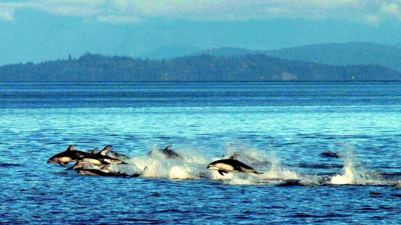 Photo of Others in Campbell River