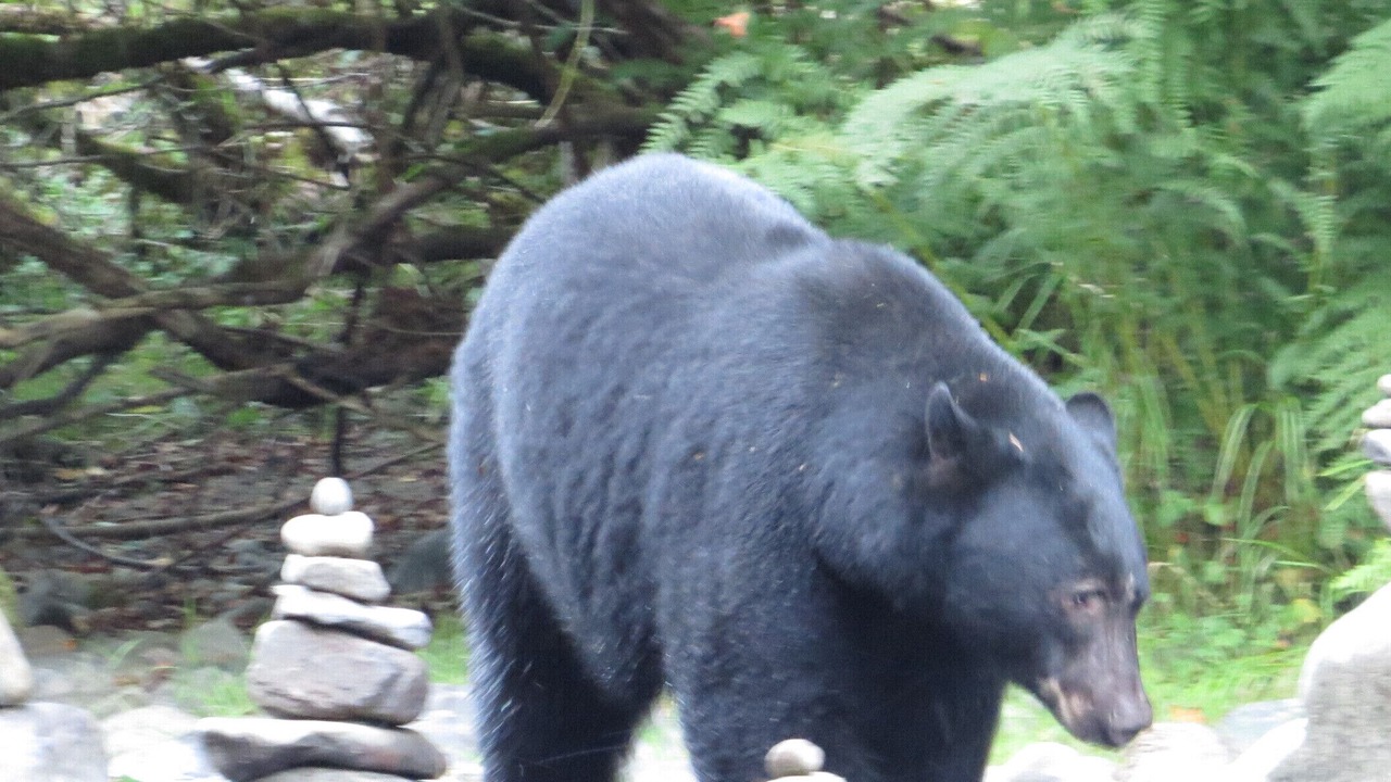 Photo of Others in Campbell River