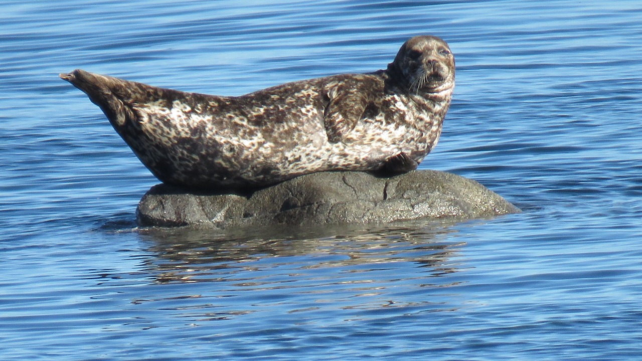 Photo of Others in Campbell River