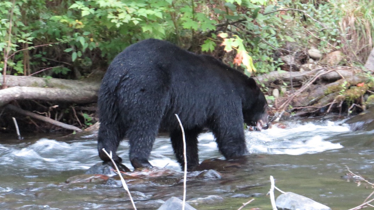 Photo of Others in Campbell River