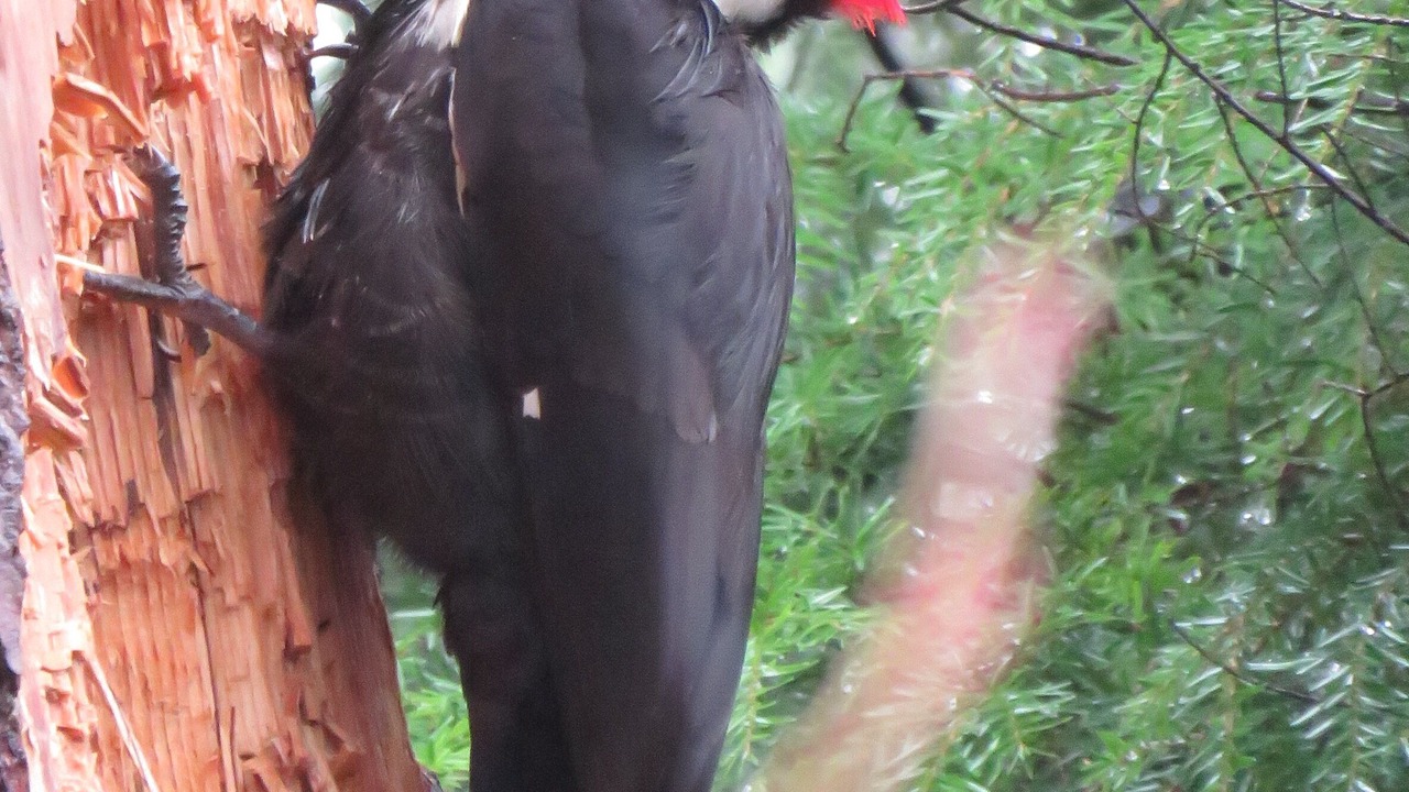 Photo of Others in Campbell River