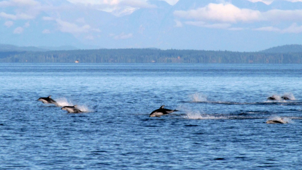 Photo of Others in Campbell River
