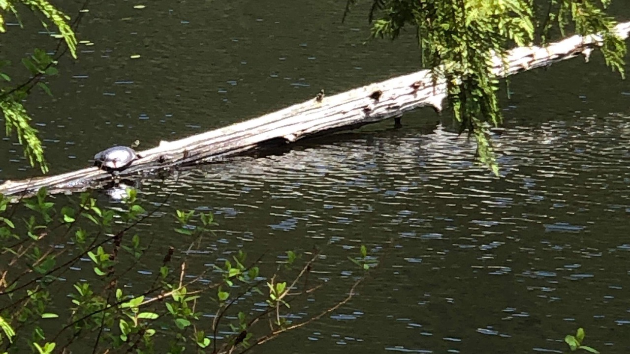 Photo of Outdoor in Madeira Park