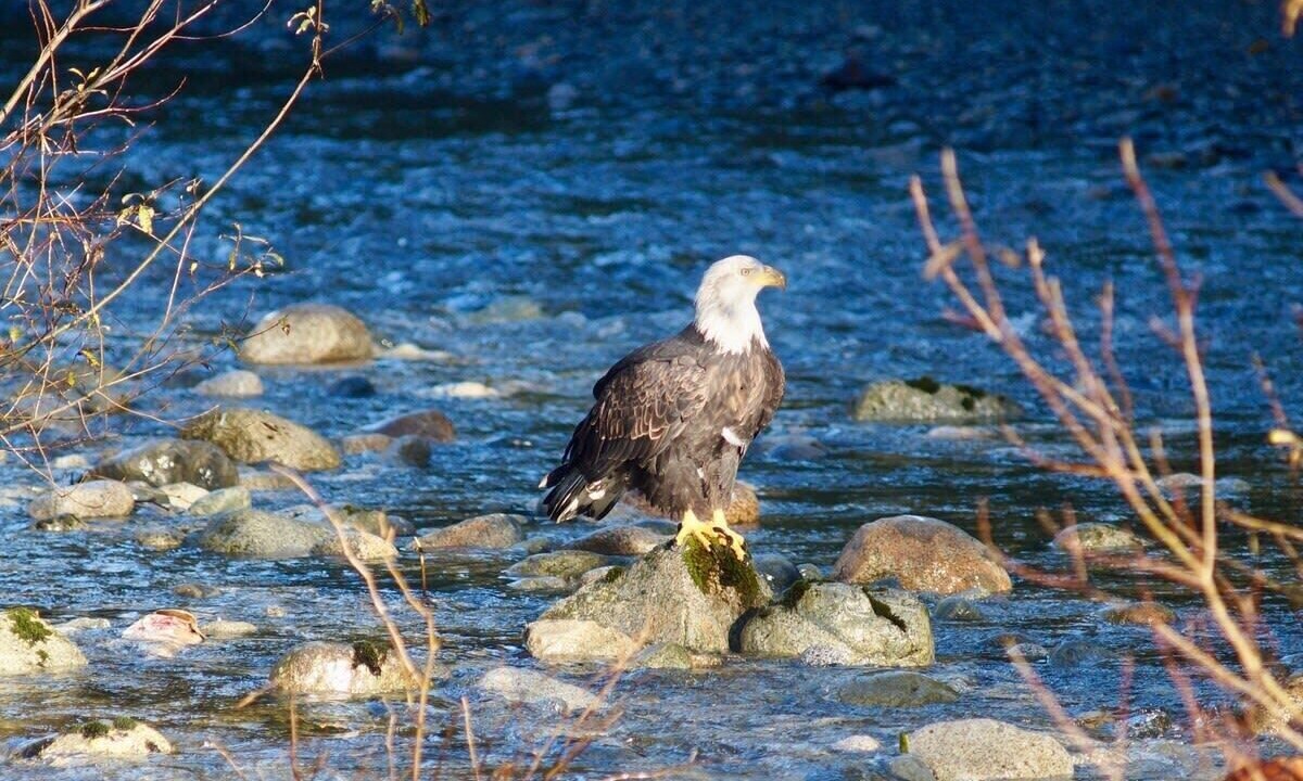 Photo of Others in Maple Ridge