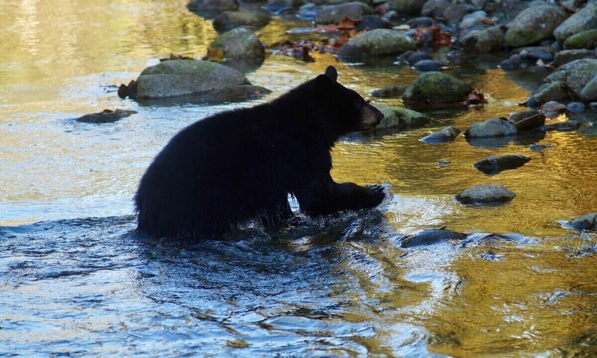 Photo of Others in Maple Ridge